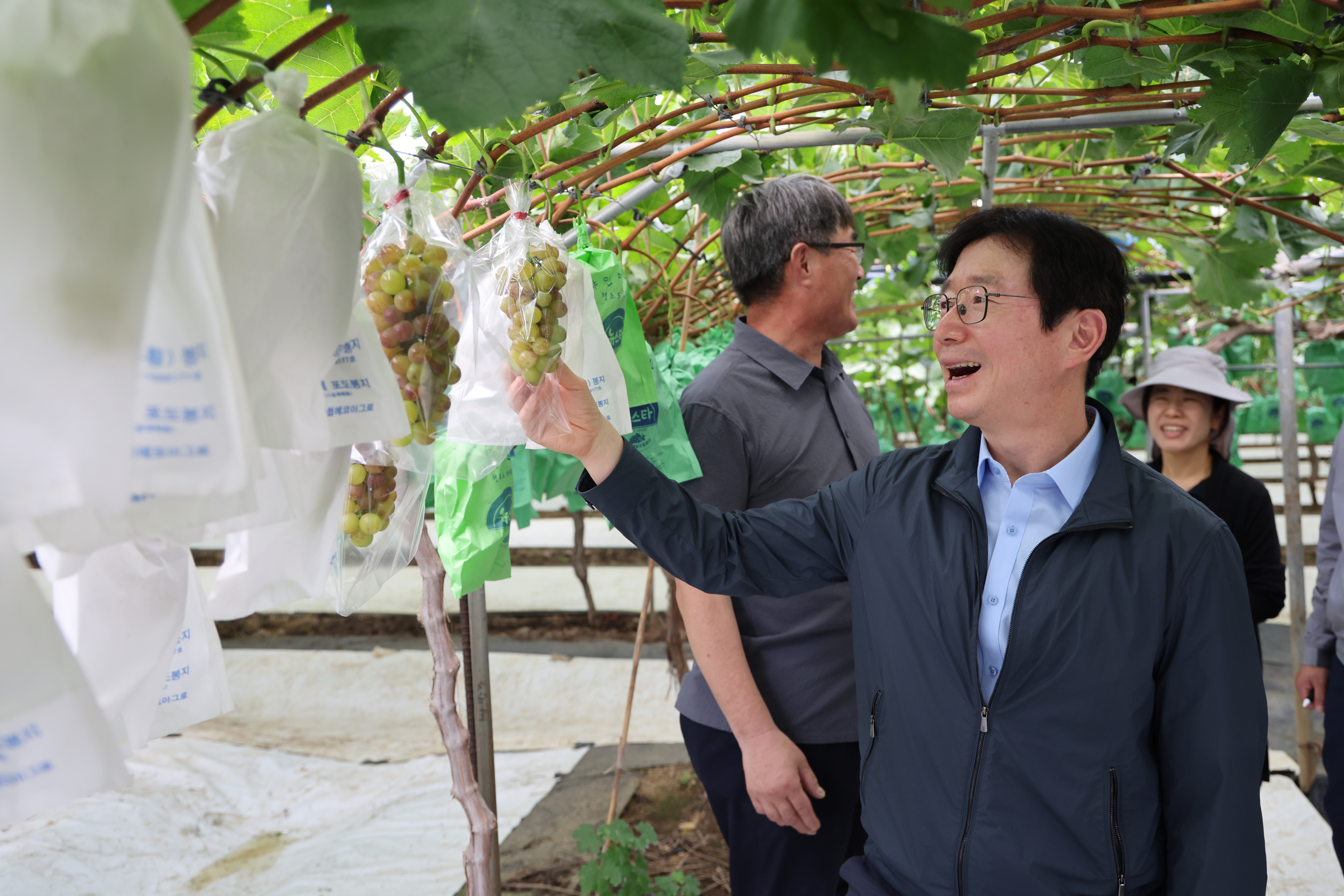 국산 포도 신품종, 수출 확대 위한 현장 점검