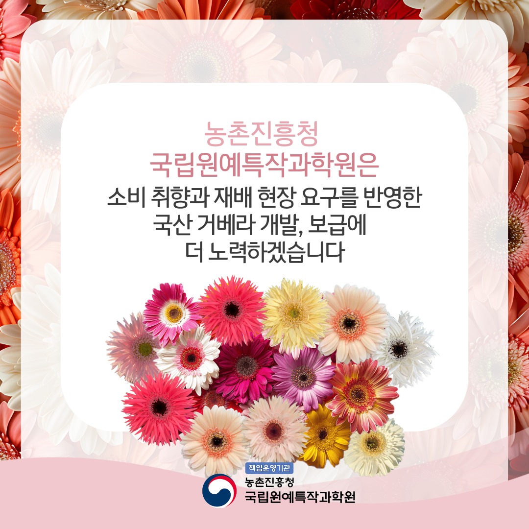 농촌진흥청 국립원예특작과학원은 소비 취향과 재배 현장 요구를 반영한 국산 거베라 개발, 보급에 더 노력하겠습니다. 
