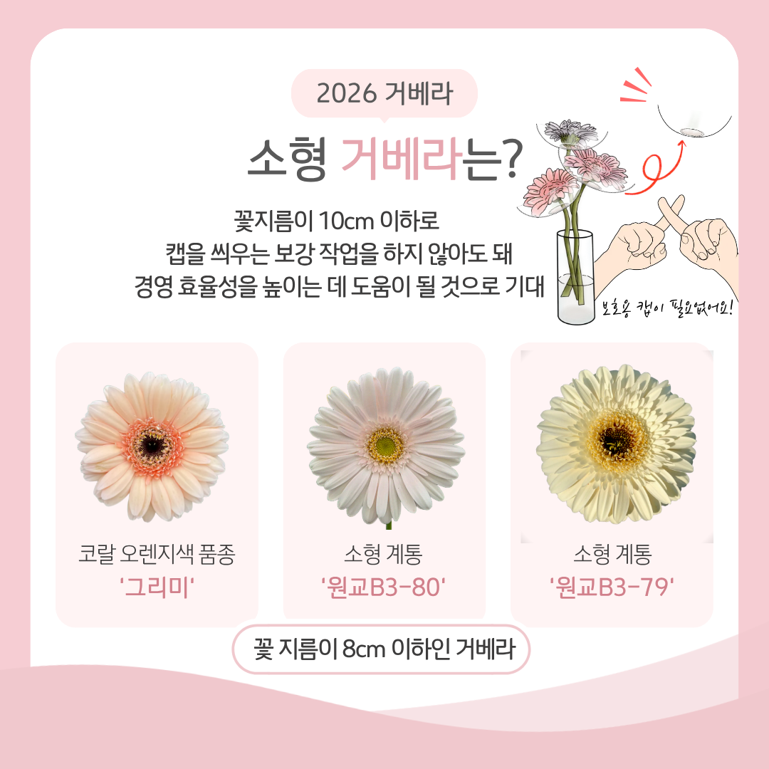  2026 거베라 소형 거베라는? 꽃지름이 10cm 이하로 캡을 씌우는 보강 작업을 하지 않아도 돼 경영 효율성을 높이는 데 도움이 될 것으로 기대 코랄 오렌지색 품종 '그리미' 소형 계통 '원교B3-80' 소형 계통 '원교B3-79' 꽃 지름이 8cm 이하인 거베라 