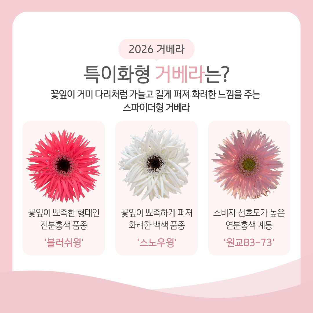  2026 거베라 특이화형 거베라는? 꽃잎이 거미 다리처럼 가늘고 길게 퍼져 화려한 느낌을 주는 스파이더형 거베라 꽃잎이 뾰족한 형태인 진분홍색 품종 '블러쉬윙' 꽃잎이 뾰족하게 퍼져 화려한 백색 품종 '스노우윙' 소비자 선호도가 높은 연분홍색 계통 '원교B3-73' 
