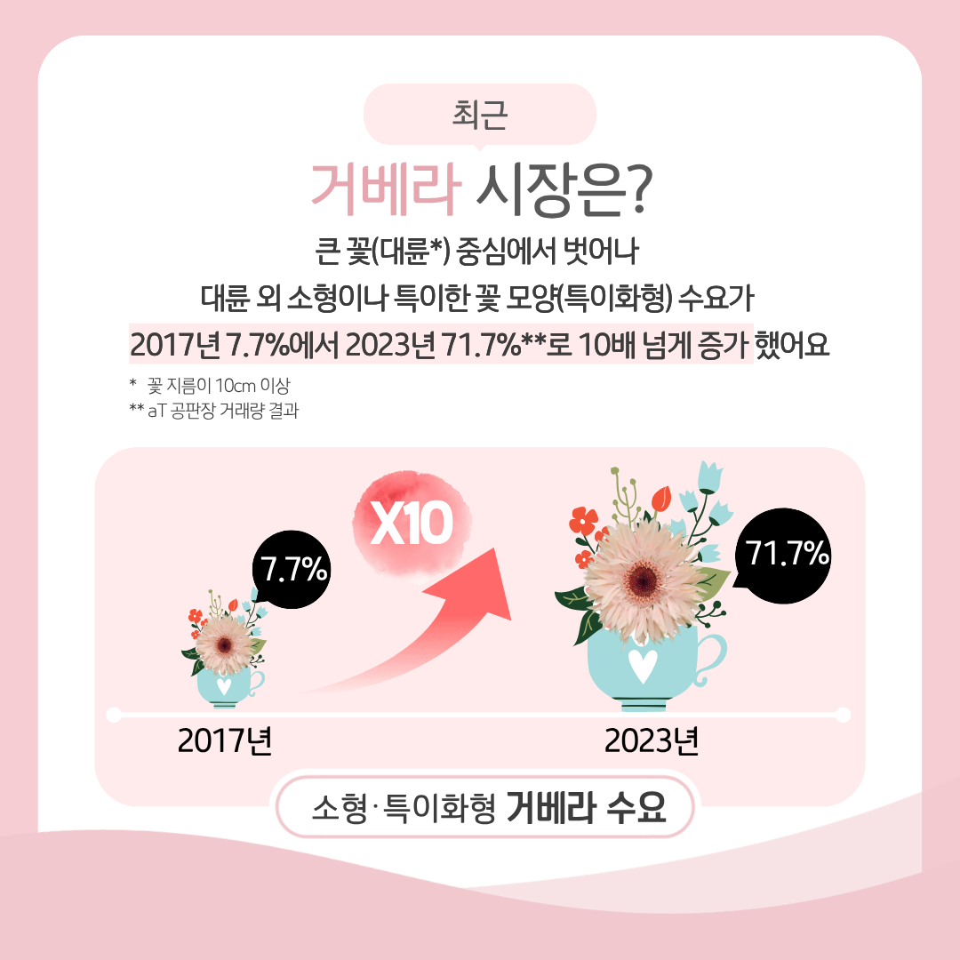 최근 거베라 시장은 ? 큰 꽃(대륜*) 중심에서 벗어나 대륜 외 소형이나 특이한 꽃 모양(특이화형) 수요가 2017년 7.7%에서 2023년 71.7%**로 10배 넘게 증가햇어요 2017년 7.7% X10 2023년 71.7% 소형·특이화형 거베라 수요 