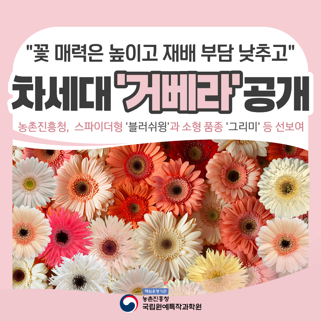"꽃 매력은 높이고 재배 부담 낮추고" 차세대 '거베라' 공개 농촌진흥청, 스파이더형 '블러쉬윙'과 소형 품종 '그리미' 등 선보여 