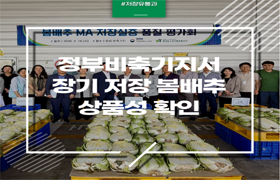 정부 비축기지서 장기 저장 봄배추 상품성 확인 