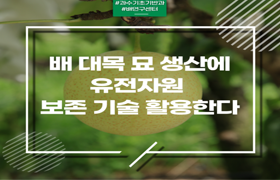 국산 배 대목묘 생산에 ‘배 유전자원 보존 기술’ 활용한다 