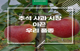 추석 사과 시장 이끈 우리 품종 