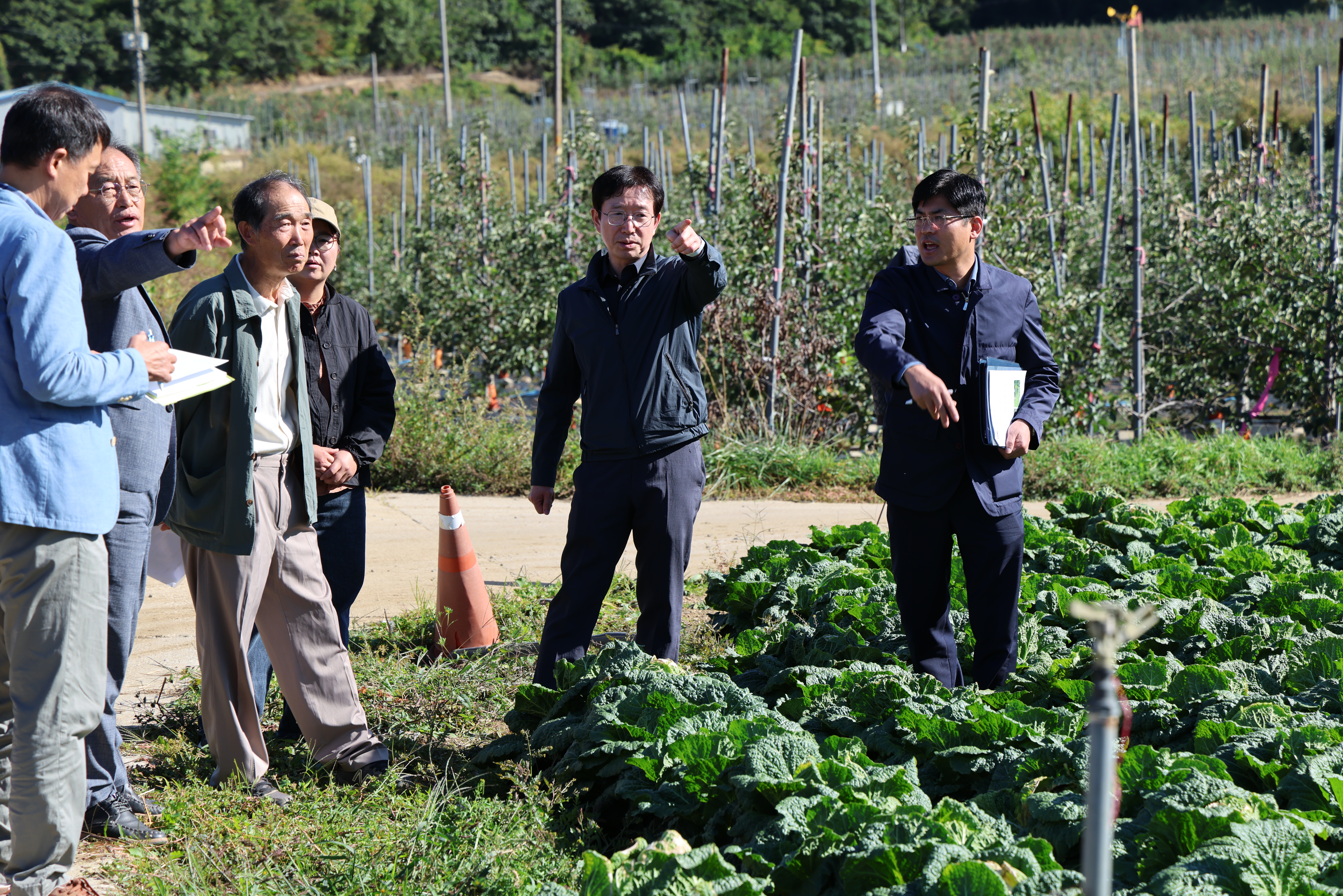 준고랭지 여름철 배추 생육 후기 작황 확인 