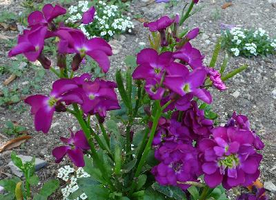 오늘의 꽃 스토크