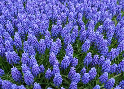 오늘의 꽃 무스카리