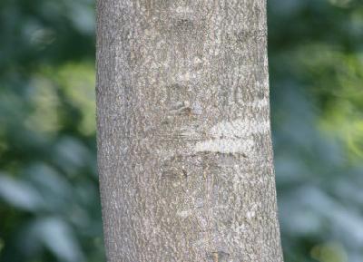 오늘의 꽃 너도밤나무