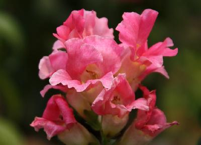 오늘의 꽃 애기금어초사진