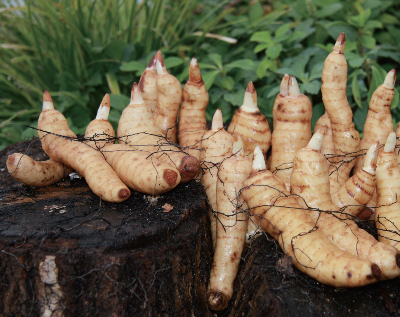 이달의 버섯이미지