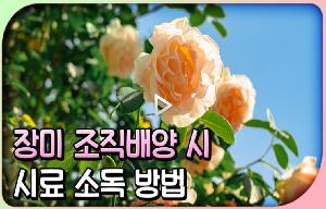 장미 조직배양 시 시료 소독 방법 동영상 입니다. 