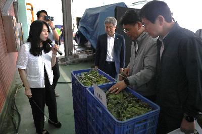  봄배추 MA 저장실증 품질 평가회 사진