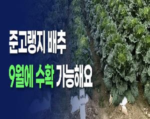 준고랭지 배추 9월에 수확 가능해요