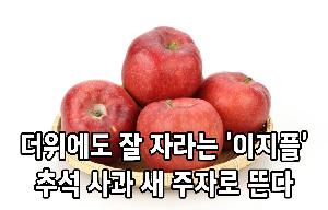 더위에도 잘 자라는 ‘이지플’, 추석 사과 새 주자로 뜬다 