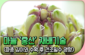 마늘'홍산' 재배기술(파종 깊이와 수확 후 건조일수)