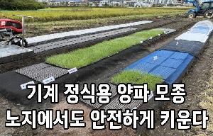 기계 정식용 양파 모종, 노지에서도 안전하게 키운다 