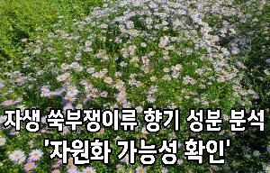 자생 쑥부쟁이류 향기 성분 분석 ‘자원화 가능성 확인’