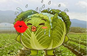 여름철 배추! 준고랭지에서 잘 키운 비법