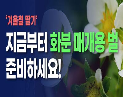 겨울철 딸기, 지금부터 화분매개용 벌 지금부터 준비하세요!