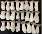 “버섯 배지 원료, 국산 홍삼 부산물로 대체” 원가 뚝, 생산성 쑥