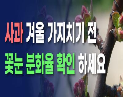 사과 겨울 가지치기 전, 꽃눈분화율 확인 하세요