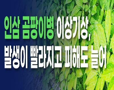 인삼 곰팡이병 이상기상, 발생이 빨라지고 피해도 늘어