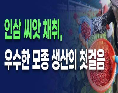 인삼 씨앗채취, 우수한 모종생산의 첫걸음