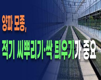 양파 모종, 적기 씨뿌리기·싹 틔우기가 중요