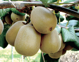 photo : ‘Jesigold’ Kiwi fruits
