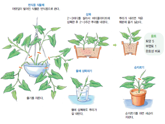 재배 및 유지관리