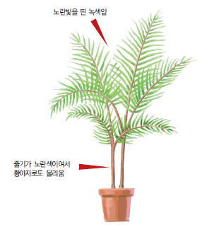 식물학적 특성