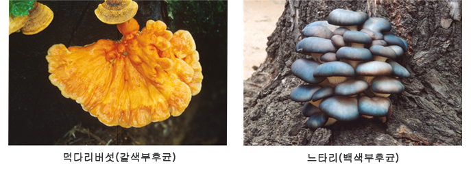 먹다리버섯(갈색부후균), 느타리(백색부후균) 이미지