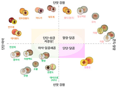 복숭아 맛 지도(홍보)