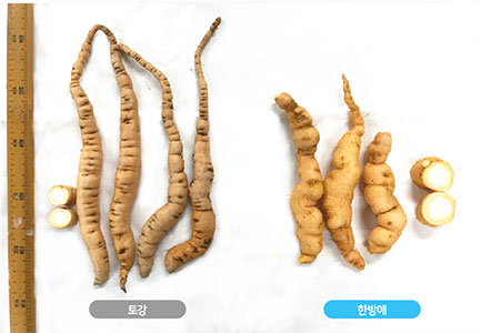 지황 기계적성 ‘한방애’(우)