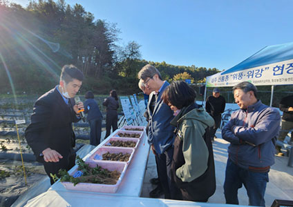 삽주 현장실증 평가