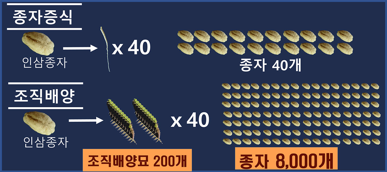 종자증식 : 인삼종자1개x조직배양묘1개x40에서종자 40개, 조직배양 : 인삼종자1개x조직배양묘200개x40에서 조장 8000개