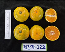 ‘신흥조생’