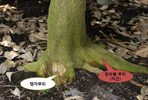 ‘부지화’ 자근